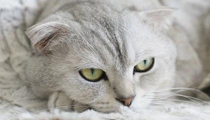 新赛季唯一主题：谁能阻止湖人完成卫冕大业？