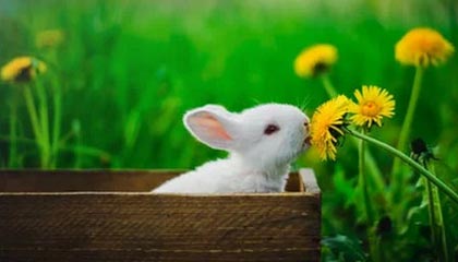 世界杯赛事回顾-维金斯多次被视为勇士交易筹码 合同却成最大阻碍